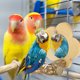 thumbnail image 2 of EeaseMX 2 piezas de juguete para loros, percha de madera para pájaros con espejo, jaula para pájaros, percha de madera, soporte de pie para entrenamiento de loros, 2 of 7