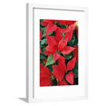 thumbnail image 1 of Poinsettia, Christmas Flower Framed Print Wall Art Sold by ArtCom, 1 of 5
