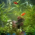 animal-dictionary-aquarium-beginner-why-why-coloring-pages-for-adult