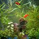 thumbnail image 3 of Mini acuario portátil con oxígeno alimentado por USB, burbujeador de aire y piedra difusora de aire, silencioso, ahorra energía y es un accesorio para acuario., 3 of 8