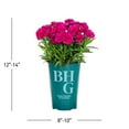 thumbnail image 3 of Better Homes & Gardens 2.5QT Pink Dianthus Sunflor Faganza Live Perennial Plant Sun, 3 of 5