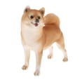 thumbnail image 4 of de modelo de animales de simulación, juguete educativo para niños, decoración , de , adornos para tartas , Amarillo Shiba Inu 11x3.7x9.8cm, 4 of 7