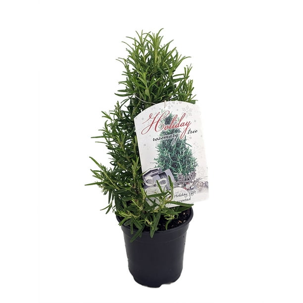 Rosemary Christmas Tree 4" pot Great Herb Plant for Indoors/Out