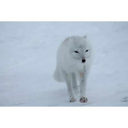 - Canvas Print Fox Snow Arctic Animal Polar Fox Cold White Wild Stretched Canvas 10 x 14