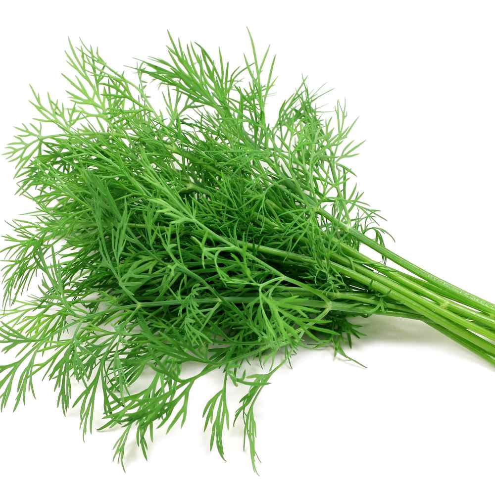Dill Seeds - Dill Weed Herb Seed - 1 LB