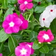 thumbnail image 6 of Seedville 100 Dwarf Rose Periwinkle Flower Seeds, 6 of 7