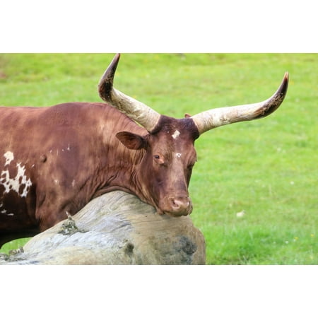 - LAMINATED POSTER Grass Cattle Nature Long Horn Longhorn Animal Cow Poster Print 24 x 36