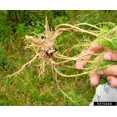 8 Live Tubers Dog Fennel Root Organic Pesticide Plant Perennial Bedding