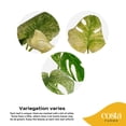 thumbnail image 2 of Costa Farms 12" Monstera Deliciosa White Monster Live House Plant in 5" Self-Watering Pot, 2 of 10