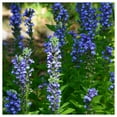 thumbnail image 5 of Everwilde Farms - 2000 Great Blue Lobelia Native Wildflower Seeds - Gold Vault Seed Packet, 5 of 5