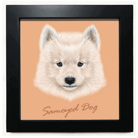 White Samoyed Dog Pet Animal Black Square Frame Picture Wall Tabletop