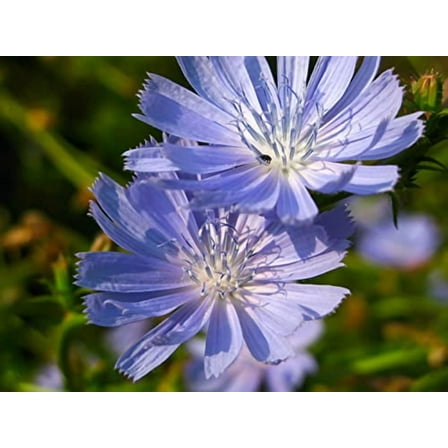 Chicory Seeds (Cichorium intybus) 1000 Seeds (2 g)