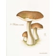 thumbnail image 2 of Babbitt, Gwendolyn 26x32 Gold Ornate Wood Framed with Double Matting Museum Art Print Titled - Mushroom II, 2 of 4