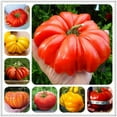 thumbnail image 4 of 100pcs Delicious Tomato Seeds Productive Vegetable Garden Seeds for Planting Outdoor, 4 of 10