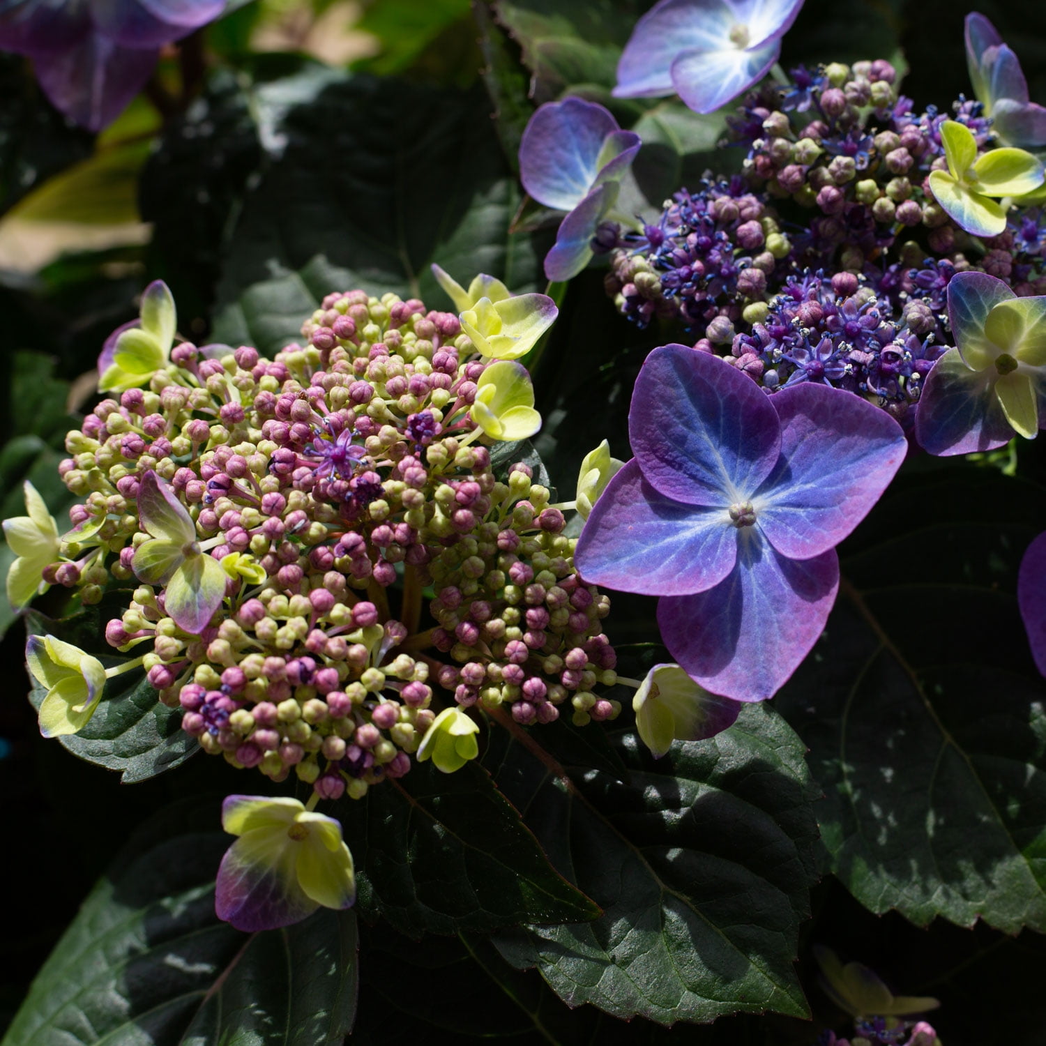 Endless Summer Pop Star Reblooming Hydrangea Live Shrub in 2-Gallon Grower Pot