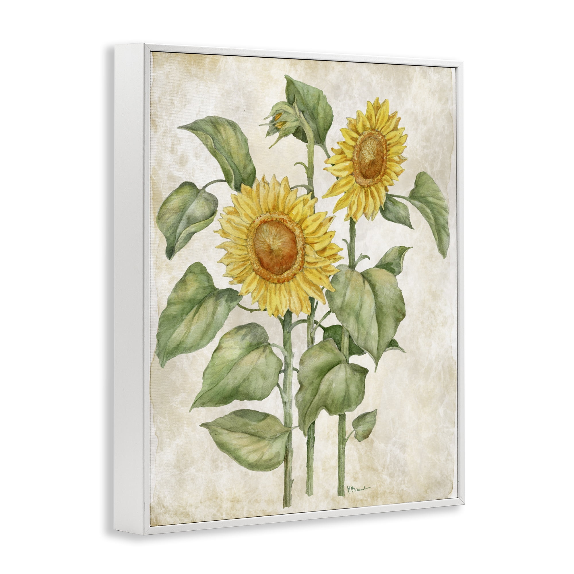 Stupell Industries Floral Journal Vintage Sunflower White Framed Giclee Art, design by Paul Brent