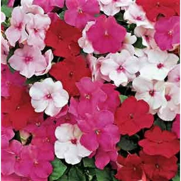 50 Peppermint Mix Impatients Seeds