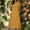 Yellow, variant on Summer Dress Sevevn Women's Casual Cotton Linen Short Sleeve Midi Dress Solid Color Loose Fit Dress with Pockets Yellow XL