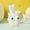 White, variant on Specollect Clearance 2Pcs Cute Steric eye Bathroom Toothbrush Cups, Unbreakable Mouthwash Cups, Tooth Brush Holders, Plastic Household Drinking Cups, Dishwasher Safe Water Mugs for Kids