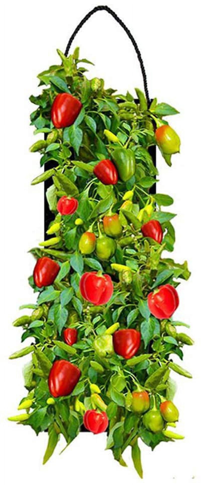 Organic Sweet Bell Pepper Seed Hanging Garden Kit - 3 Pocket Planter Bag with Coco Fiber Soil Block
