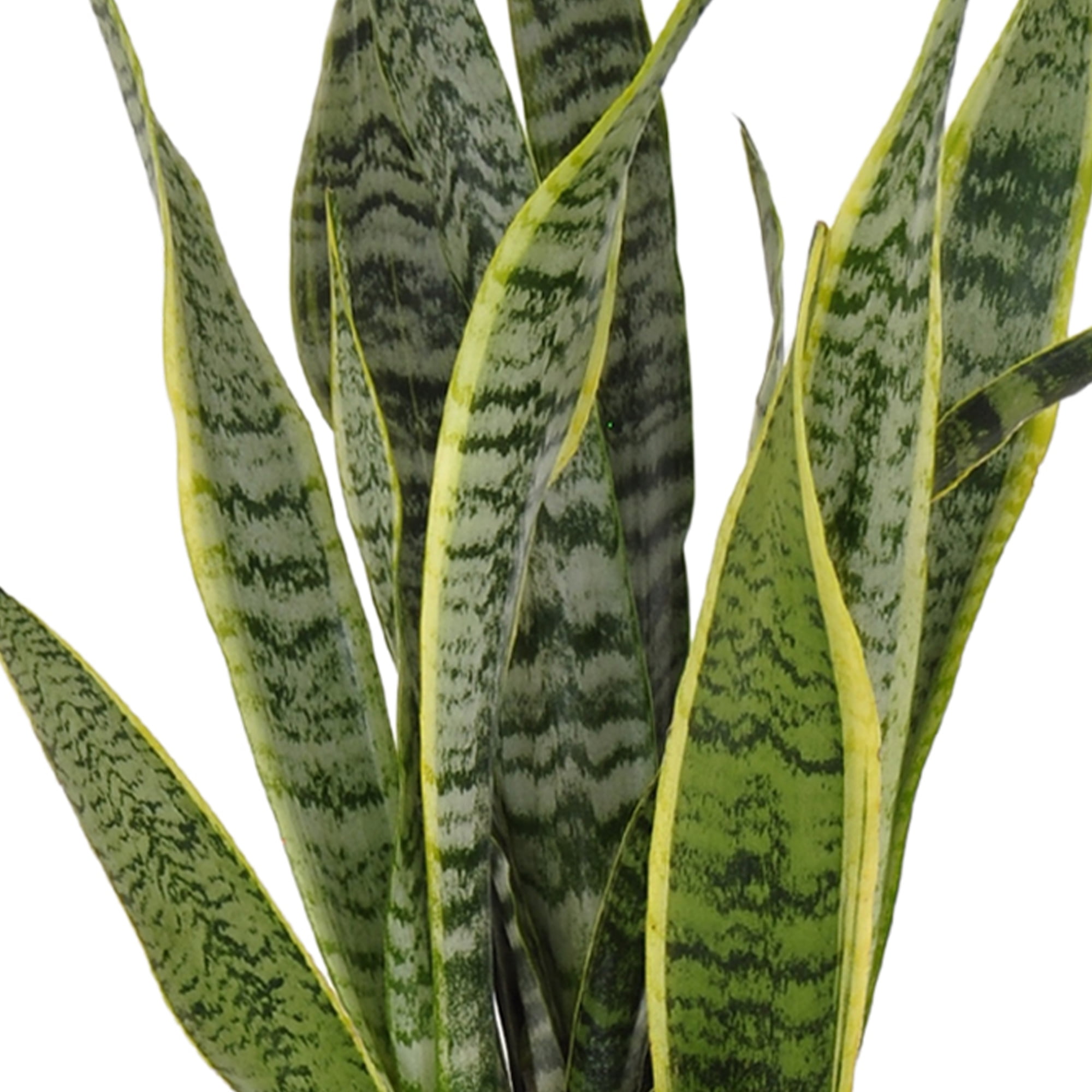 Snake Plant Live Sansevieria Laurentii 14-19 inches Tall in 6 inch Grower Pot by United Nursery