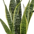 thumbnail image 3 of United Nursery Live Sansevieria Laurentii Plant 14-19 inches Tall in 6 inch Grower Pot, 3 of 9
