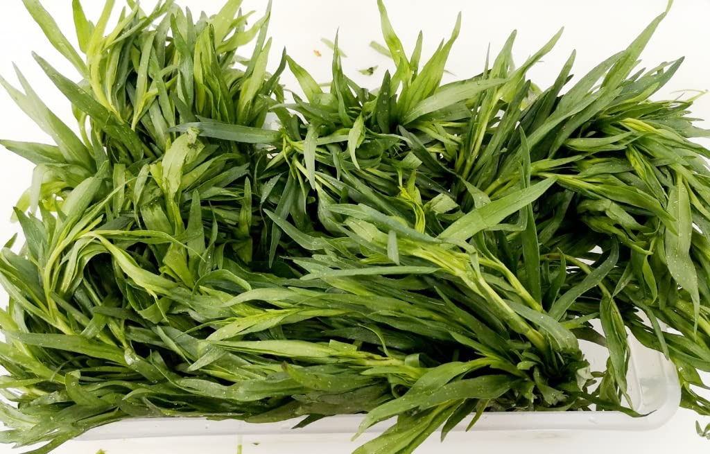 SeedsUP 500+ Tarragon Estragon Herbs Medicinal Herb Green
