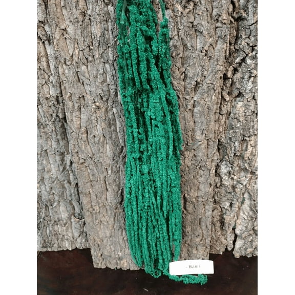 Preserved Amaranthus- Green