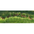 thumbnail image 1 of Animal Tourism Poconos Fawn Jumping Panoramic Glossy Poster, 1 of 2