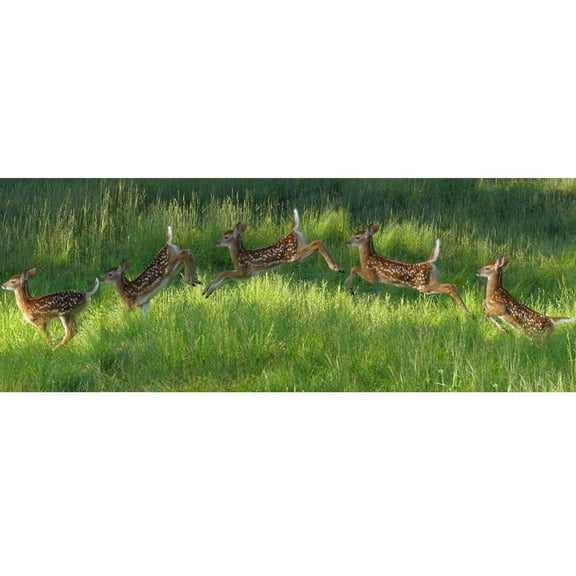 Animal Tourism Poconos Fawn Jumping Panoramic Glossy Poster