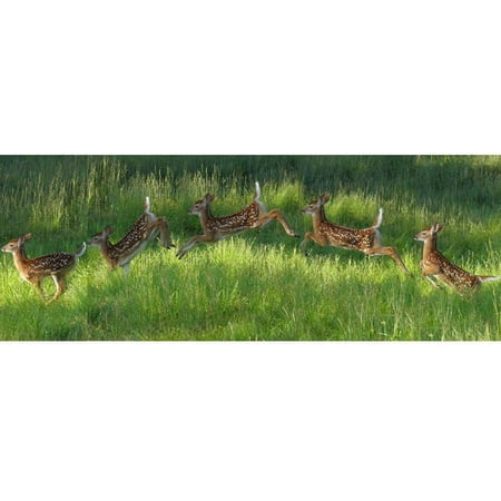 Animal Tourism Poconos Fawn Jumping Panoramic Glossy Poster