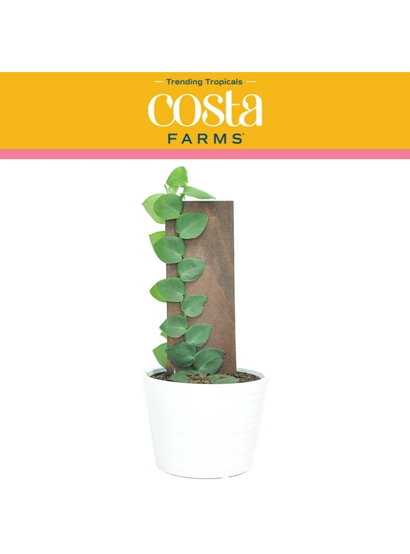 Costa Farms In Indoor Plants