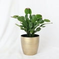 thumbnail image 2 of Live Christmas Cactus Plant - 4" Decorative Holiday Pot, 2 of 5