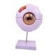 thumbnail image 4 of Modelo de ojo humano 4D, desmontado, con componentes extraíbles, herramienta didáctica, modelo de globo ocular, figura de escritorio para observación, 4 of 9