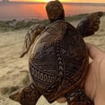 thumbnail image 2 of Turtle Wood Carving Hawaiian Turtles Wooden Hand Carved Turtle Tortoise Statue Simulation Animal Resin Garden Decor, 2 of 10