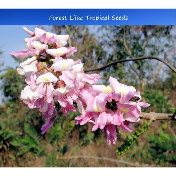 Serendipity Seeds Forest Lilac Seeds 10 Count Gliricidia Sepium, Small Tree with Pink Flowers
