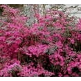 thumbnail image 4 of Loropetalum Plum Delight  2 Extra Large 3 Gallon Plants  Loropetalum Chinense VAR. Rubrum  Lush Landscaping  Garden Accent, 4 of 8