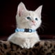 thumbnail image 4 of «Collar para gatos con cierre de seguridad y (collar de nylon tejido de colores para mascotas)», 4 of 5