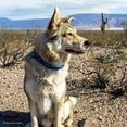 thumbnail image 2 of Collar para perro Coastal K9 Explorer reflectante ajustable 1,6 x 25-36 cm, 2 of 7