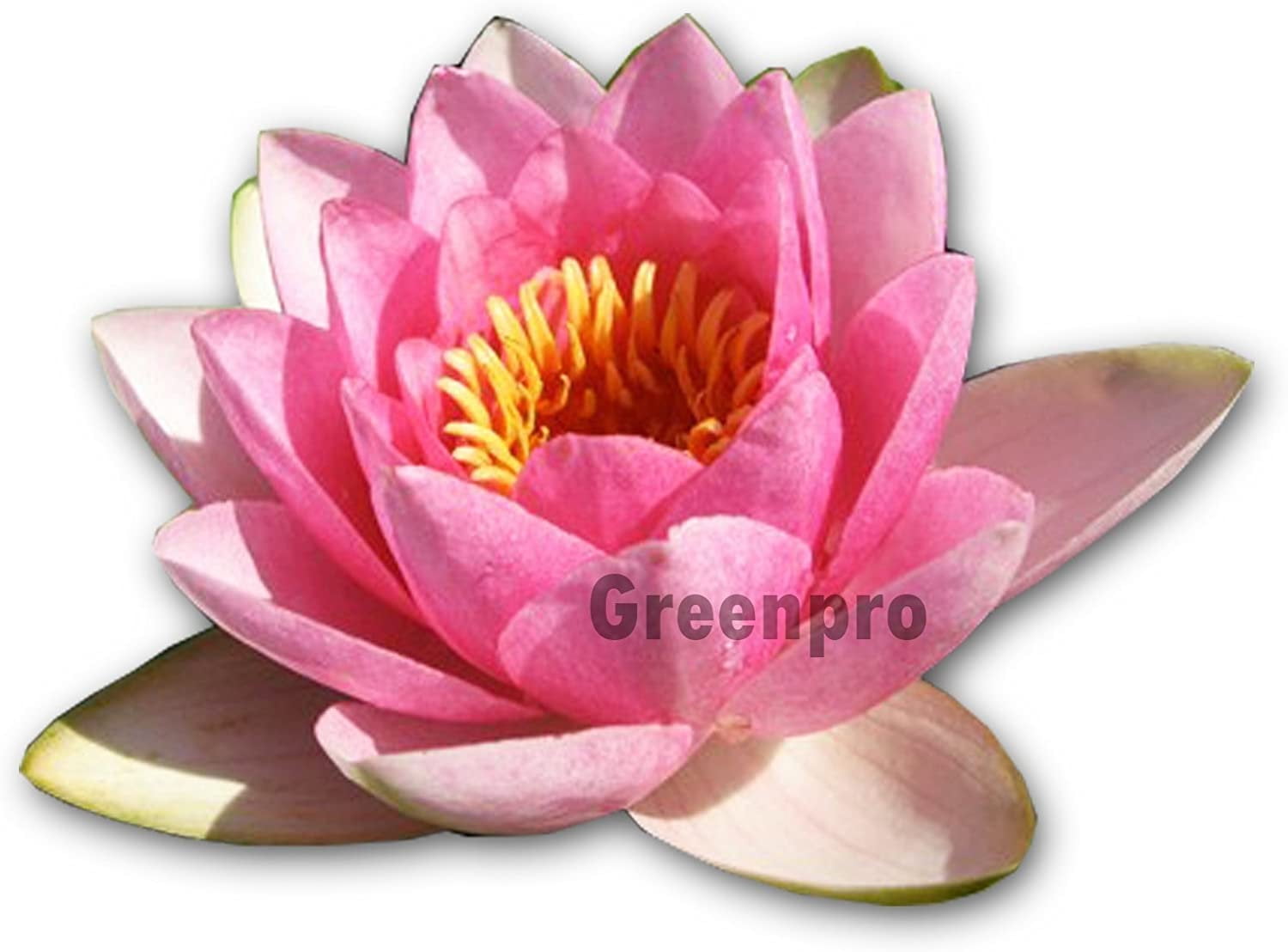 Live Aquatic Plant Nymphaea Masaniello Pink Hardy Water Lilies Tuber for Aquarium Freshwater Fish Pond by Greenpro