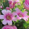 thumbnail image 4 of Bouquet de Roses Artificielles à 10 Branches, Décoration Florale Simulée pour Mariage, Rose Foncé, 4 of 9