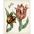 thumbnail image 2 of Unknown 12x14 White Modern Wood Framed Museum Art Print Titled - Tulip Classics IV, 2 of 4