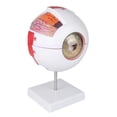 thumbnail image 1 of Anatomical Eye Model Eyeball Eyelid Model Disassemble, 1 of 5