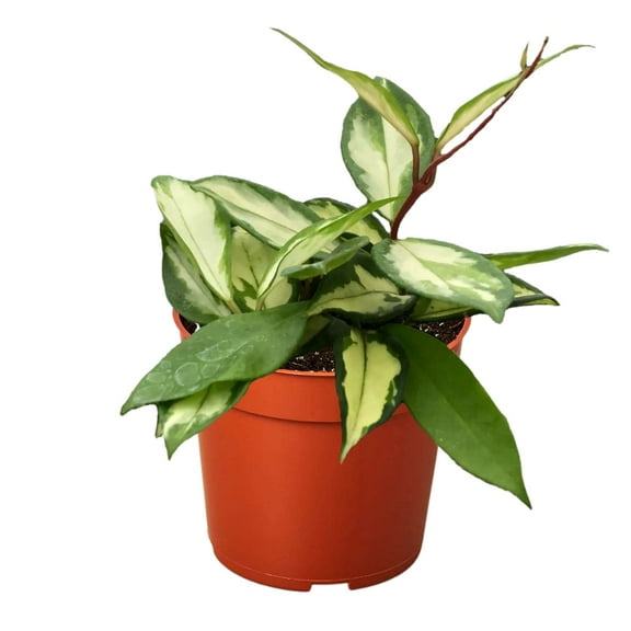Hoya Carnosa Krimson Princess Live Plant for Indoor | Different Houseplants in 4'' & 6'' Pot | Real House Plant for Living Room, Office & Desk | Porcelain Flower | Wax Honey