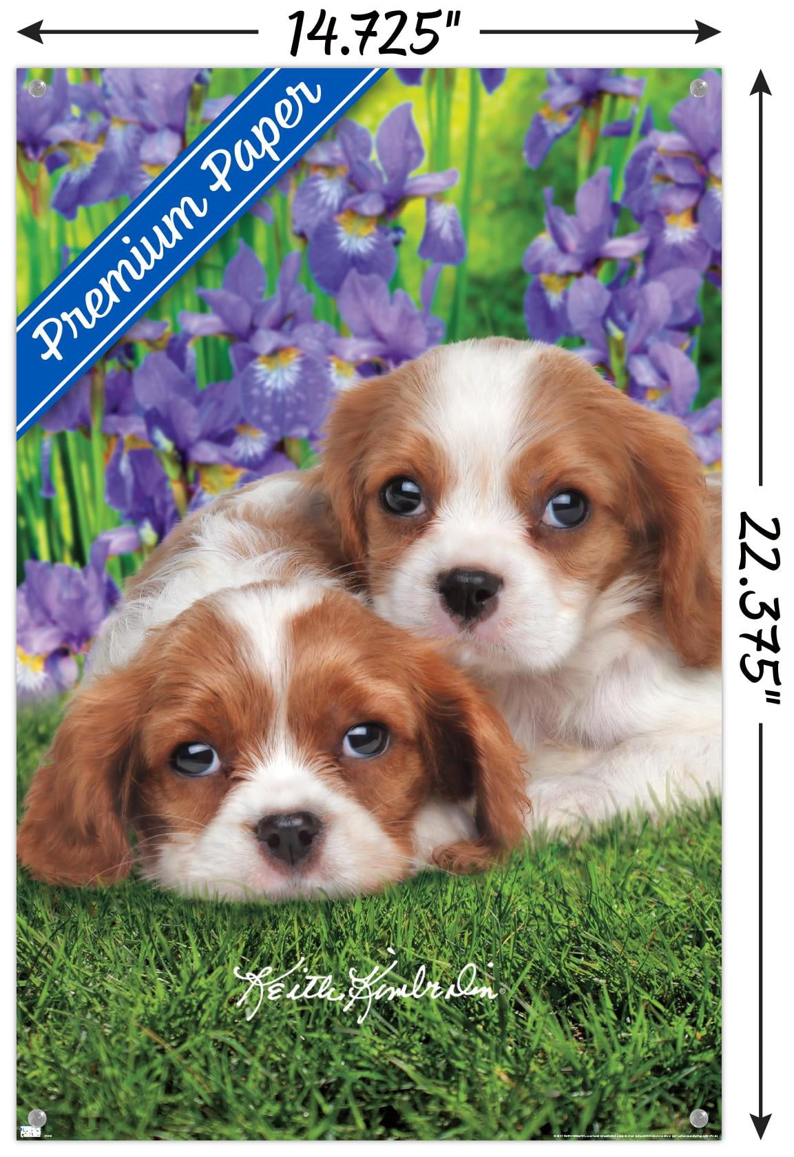Keith Kimberlin - Cavalier King Charles Puppies Wall Poster with Pushpins, 14.725" x 22.375"