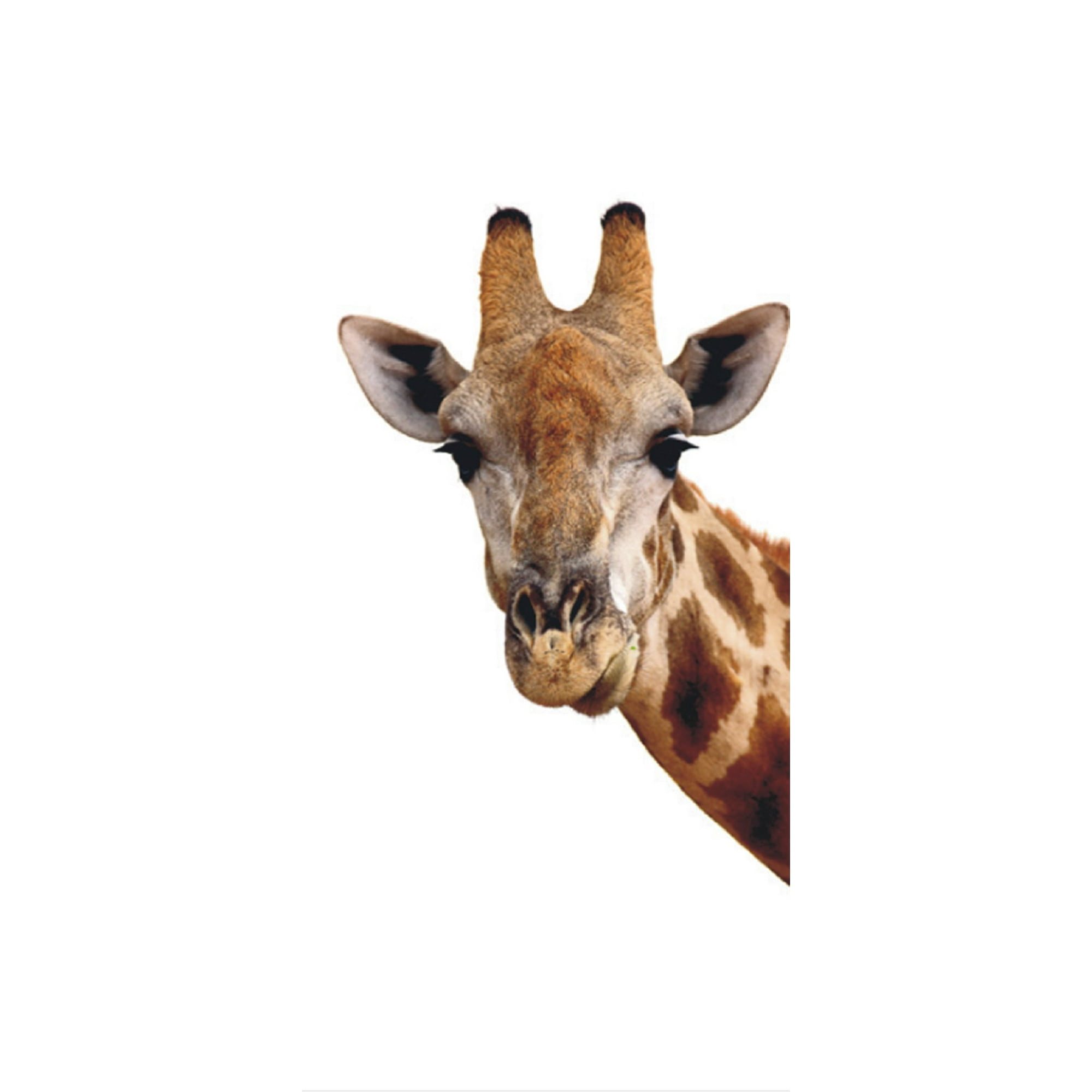 Giraffe Peeking Wall Mural Non Woven Photo Wallpaper Made In Europe For Kitchen Living Room Family Room Bedroom Playroom 3 H X 6 8 V 90x202 Cm
