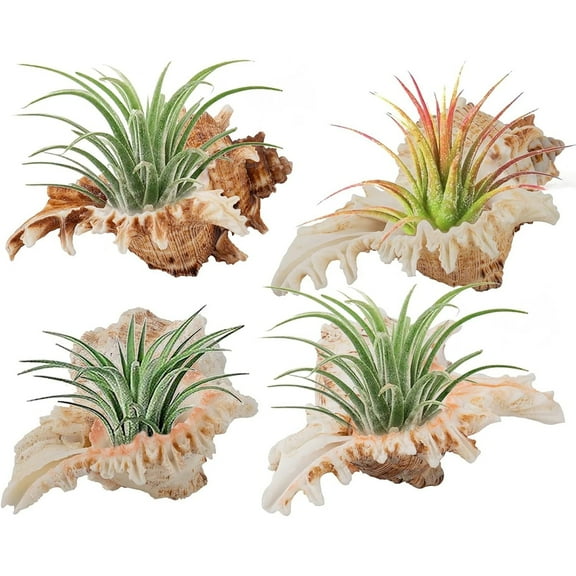 Tutuviw 4 Pack 3-5 in Conch Sea Shell Air Plant Holder,Natural Conch Plant Pots Holder in 3 Styles Decorative,Tillandsias Succulent Display Container for Home Garden Decors, No Plants