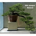 thumbnail image 3 of Japanese Juniper Bonsai Starter Tree - 2.5" Pot, 3 of 3
