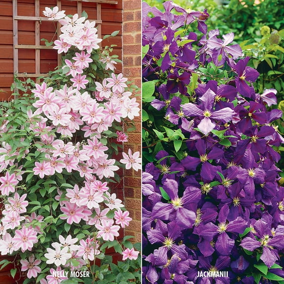 Clematis Plants