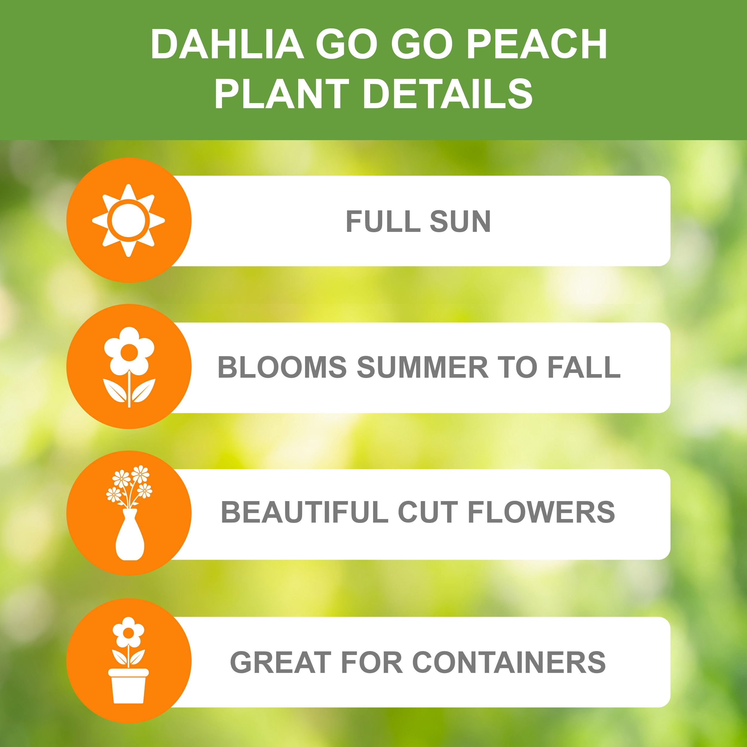Garden State Bulb Go-Go Peach Dahlia Flower Bulbs, Bare Roots, Spring Planting (Bag of 12)